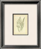 Grasses