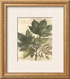 Buy Weathered Maple Leaves II at AllPosters.com