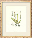 Buy Fossil Flora V at AllPosters.com