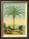 Buy Maximiliana Palm at AllPosters.com