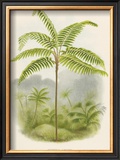 Buy Tree Fern (Hemitelia Lindeni) at AllPosters.com
