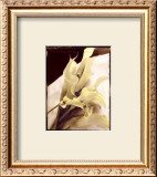 Buy Calla Lilies Detail at AllPosters.com