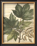 Buy Weathered Maple Leaves II at AllPosters.com