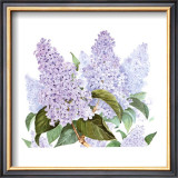 Buy Lilac at AllPosters.com