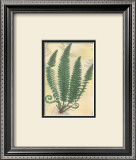 Buy Forest Sword Fern at AllPosters.com