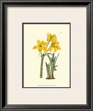 Buy Yellow Narcissus I at AllPosters.com