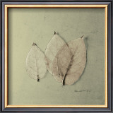 Buy Trio of Skelton Leaves at AllPosters.com