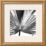Buy Black and White Palms III at AllPosters.com
