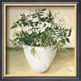 Buy White Jasmine at AllPosters.com