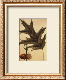 Red Oak
