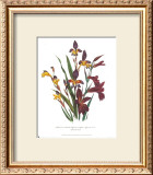 Buy Sphoerospora Imbricata at AllPosters.com