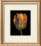 Buy Tulipa Golden Artist at AllPosters.com