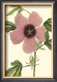 Buy Hibiscus II at AllPosters.com