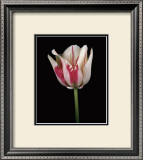 Buy Tulipa Sorbet at AllPosters.com