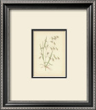 Grasses