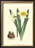 Buy Yellow Narcissus II at AllPosters.com