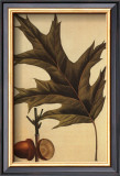 Red Oak
