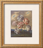 Buy Group of Carnations at AllPosters.com