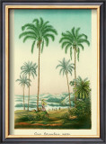 Buy Coco Palm at AllPosters.com