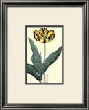 Buy Castrum Dolores Tulip at AllPosters.com