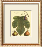 Buy Fig Leaf II at AllPosters.com