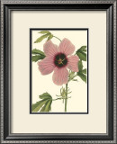 Buy Hibiscus II at AllPosters.com