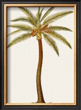 Buy Coconut Palm Tree at AllPosters.com