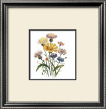 Buy Centaurea Crocadylium at AllPosters.com