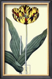 Buy Castrum Dolores Tulip at AllPosters.com