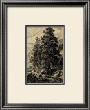 Buy Arolla Pine at AllPosters.com