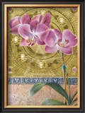 Phalaenopsis Orchid