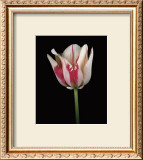 Buy Tulipa Sorbet at AllPosters.com