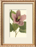 Buy Hibiscus I at AllPosters.com