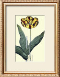 Buy Castrum Dolores Tulip at AllPosters.com