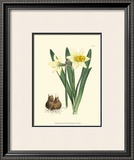 Buy Yellow Narcissus II at AllPosters.com