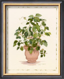 Buy Ivy in a Clay Pot at AllPosters.com