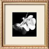 Quince Blossoms I