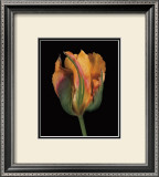 Buy Tulipa Golden Artist at AllPosters.com