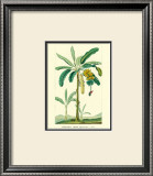 Buy Banana, Musa Sapientum at AllPosters.com