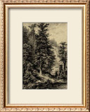 Buy Noble Fir at AllPosters.com