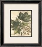 Buy Weathered Maple Leaves II at AllPosters.com