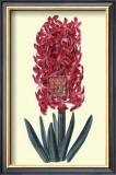 Buy Cochineal Hyancith at AllPosters.com