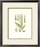 Buy Fossil Flora V at AllPosters.com