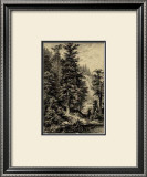 Buy Noble Fir at AllPosters.com