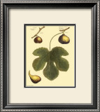Buy Fig Leaf I at AllPosters.com