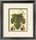Buy Fig Leaf II at AllPosters.com