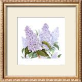 Buy Lilac at AllPosters.com