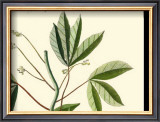 Buy Naturalist Study I at AllPosters.com