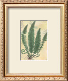Buy Forest Sword Fern at AllPosters.com
