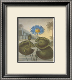 Buy The Blue Egyptian Water-Lily at AllPosters.com